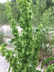 Rumex altissimus