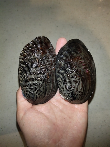 Lamprotula leaii