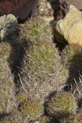 Coryphantha pseudoechinus