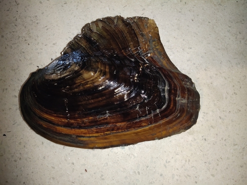 Triangleshell Mussel