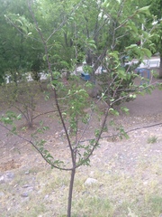 Prunus armeniaca