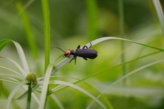 Epicauta mannerheimi