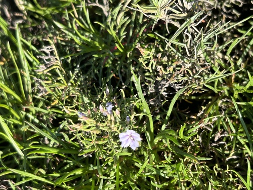 Limonium scabrum, photograph 5