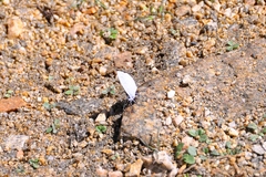 Celastrina echo