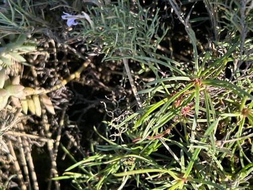 Limonium scabrum, photograph 6