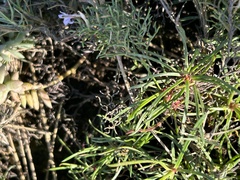 Limonium scabrum, photograph (c) Christina, some rights reserved (CC BY)