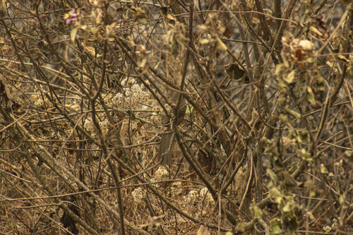 Spiny Babbler (Turdoides nipalensis), photo 4