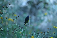 Spinus xanthogastrus