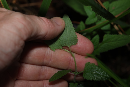 Image of Teucrium argutum by (c) Greg Tasney, some rights reserved (CC BY-SA)