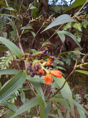 Elleanthus aurantiacus