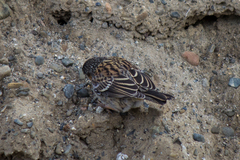 Spizella passerina