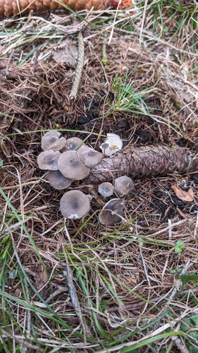 Strobilurus esculentus