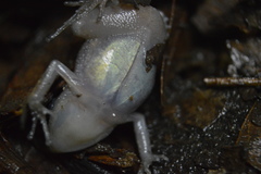 Eleutherodactylus cystignathoides