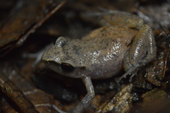 Eleutherodactylus cystignathoides