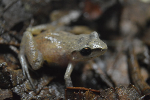 Lowland Chirping Frog