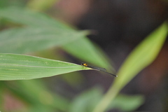 Prodasineura croconota