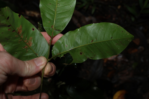 Image of Mischocarpus australis by (c) Greg Tasney, some rights reserved (CC BY-SA)
