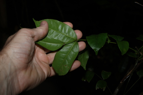 Image of Austrocallerya megasperma by (c) Greg Tasney, some rights reserved (CC BY-SA)