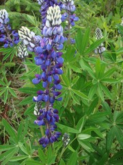 Lupinus aschenbornii
