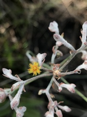 Lophiola aurea