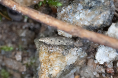 Monochroa quinquepunctella