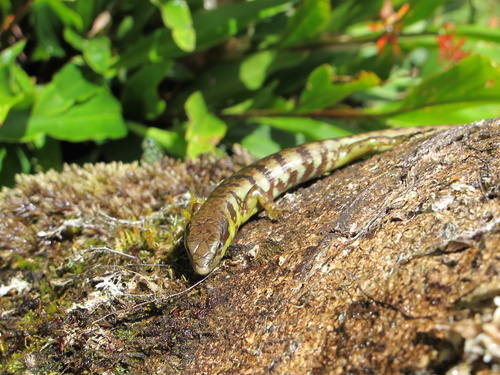 Common Green Tree Skink, Prasinohaema flavipes