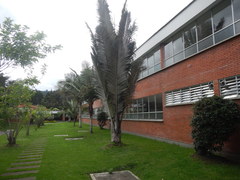 Ceroxylon quindiuense
