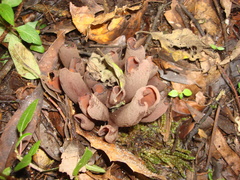 Wynnea americana