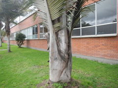 Ceroxylon quindiuense