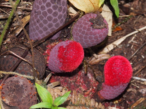 Corynaea crassa (Corynaea crassa)