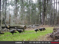 Meleagris gallopavo osceola