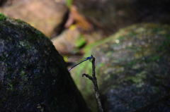 Bayadera brevicauda