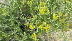 Tetradymia glabrata