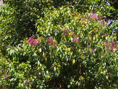 Image of Fuchsia paniculata
