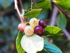 Vaccinium poasanum image