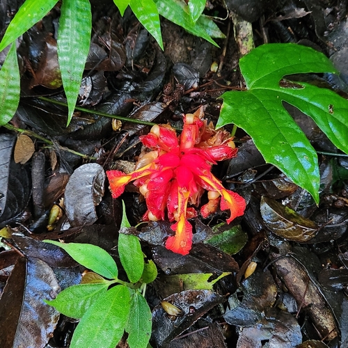 Etlingera coccinea (Etlingera coccinea)