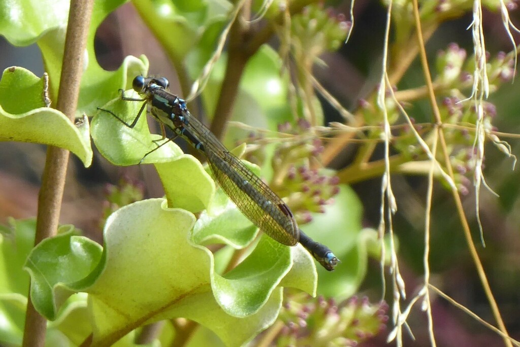 Blue Damselfly from Waikouaiti, New Zealand on April 18, 2024 at 11:39 ...