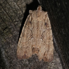 Lithophane disposita