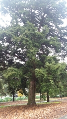 Podocarpus totara