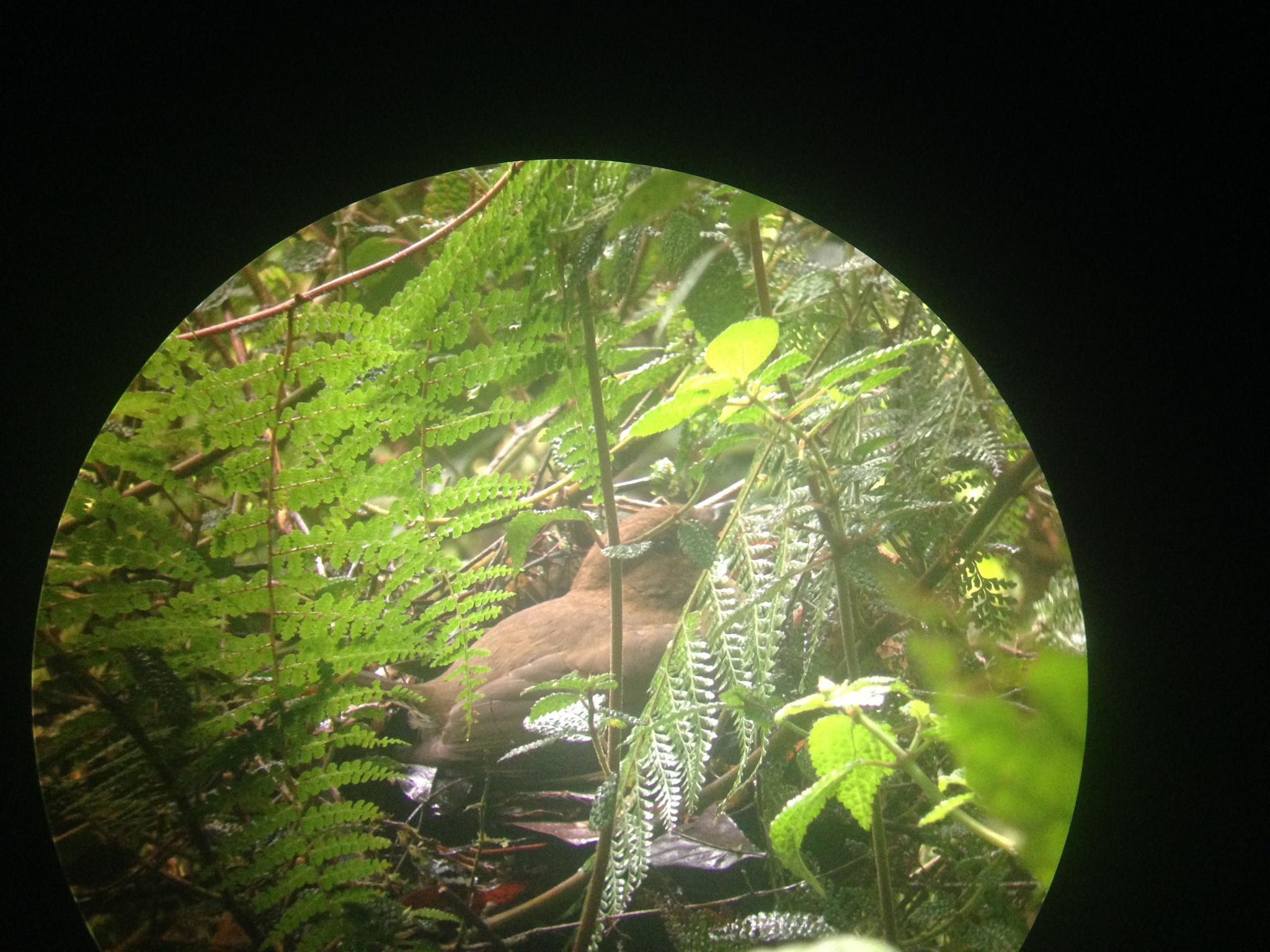 MacGregor's Bowerbird illustration
