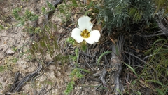 Calochortus bruneaunis