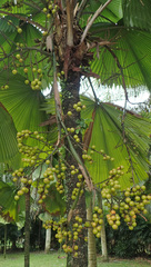 Arecaceae