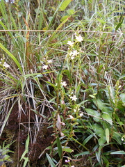 Epidendrum fimbriatum