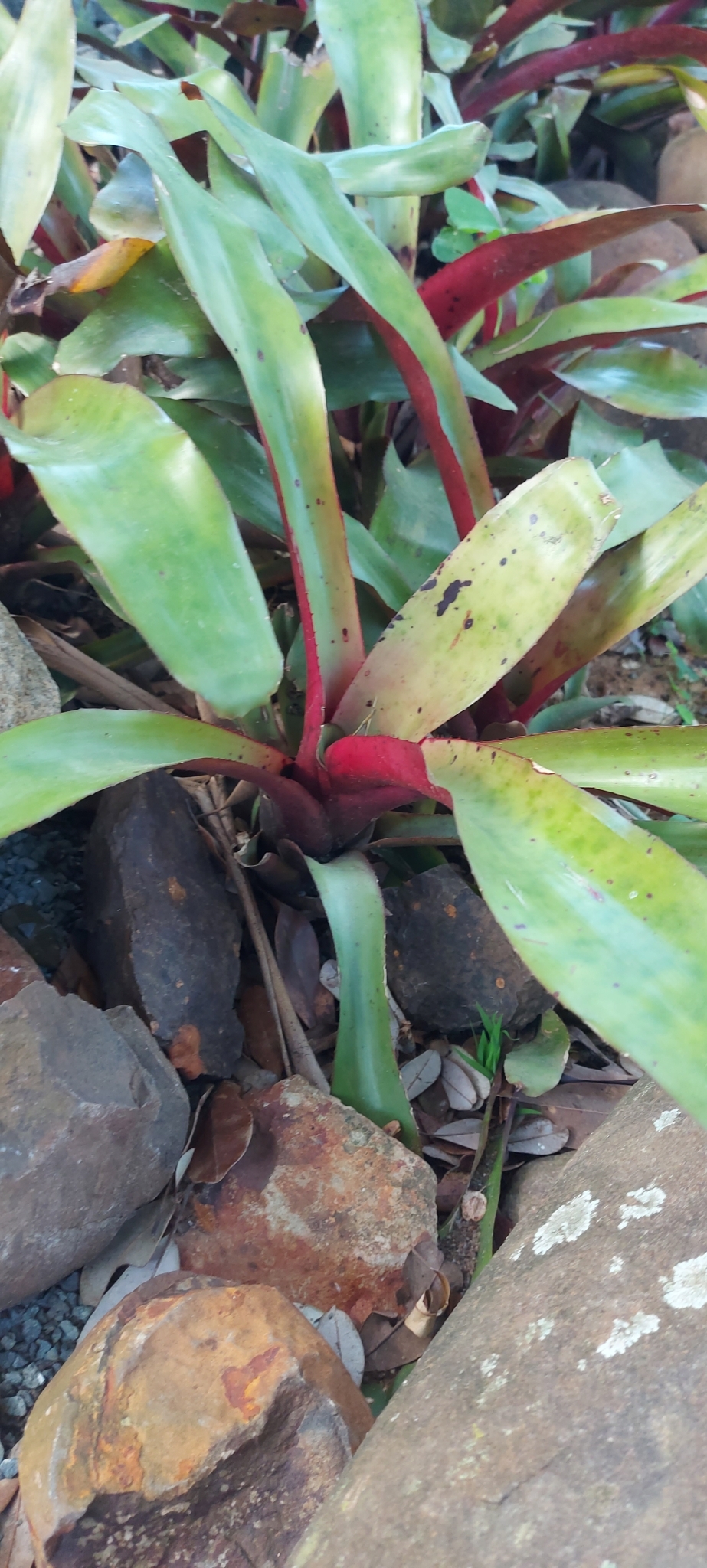 Imagem de Bromélia