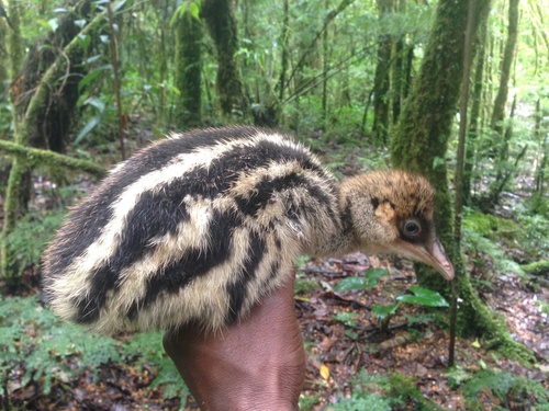 Dwarf Cassowary (Casuarius bennetti), photo 9