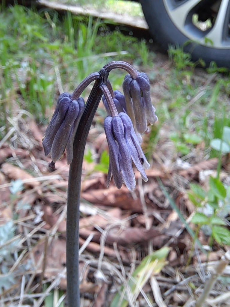Heloniopsis tubiflora