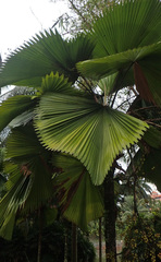 Arecaceae