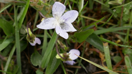 Image of Viola lactea by no rights reserved