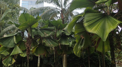 Arecaceae