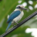 Pacific Kingfisher - Photo (c) tavita_togia2016, some rights reserved (CC BY-NC), uploaded by tavita_togia2016